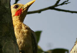 Cream-colored Woodpecker