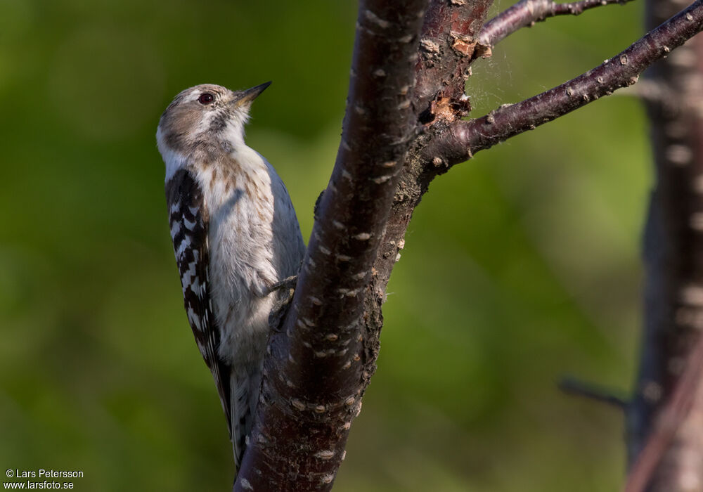 Japanese Pygmy Woodpecker