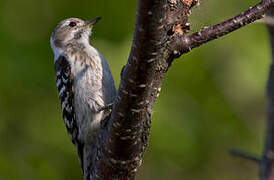 Japanese Pygmy Woodpecker