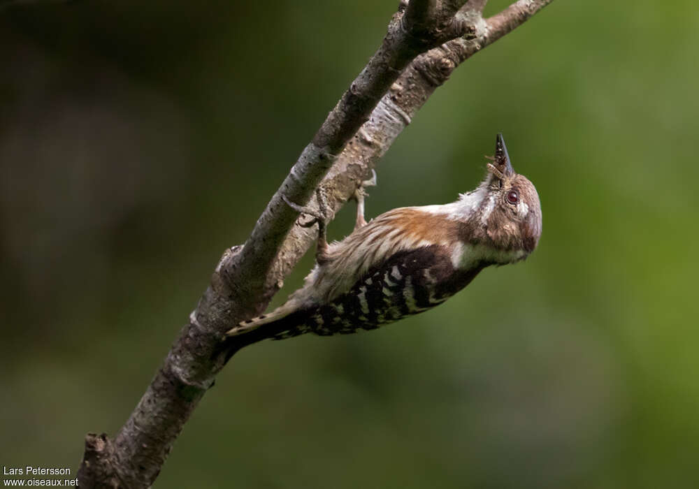 Japanese Pygmy Woodpecker female adult