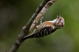 Japanese Pygmy Woodpecker