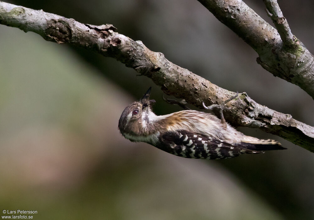 Japanese Pygmy Woodpecker