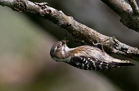 Japanese Pygmy Woodpecker