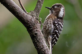 Japanese Pygmy Woodpecker