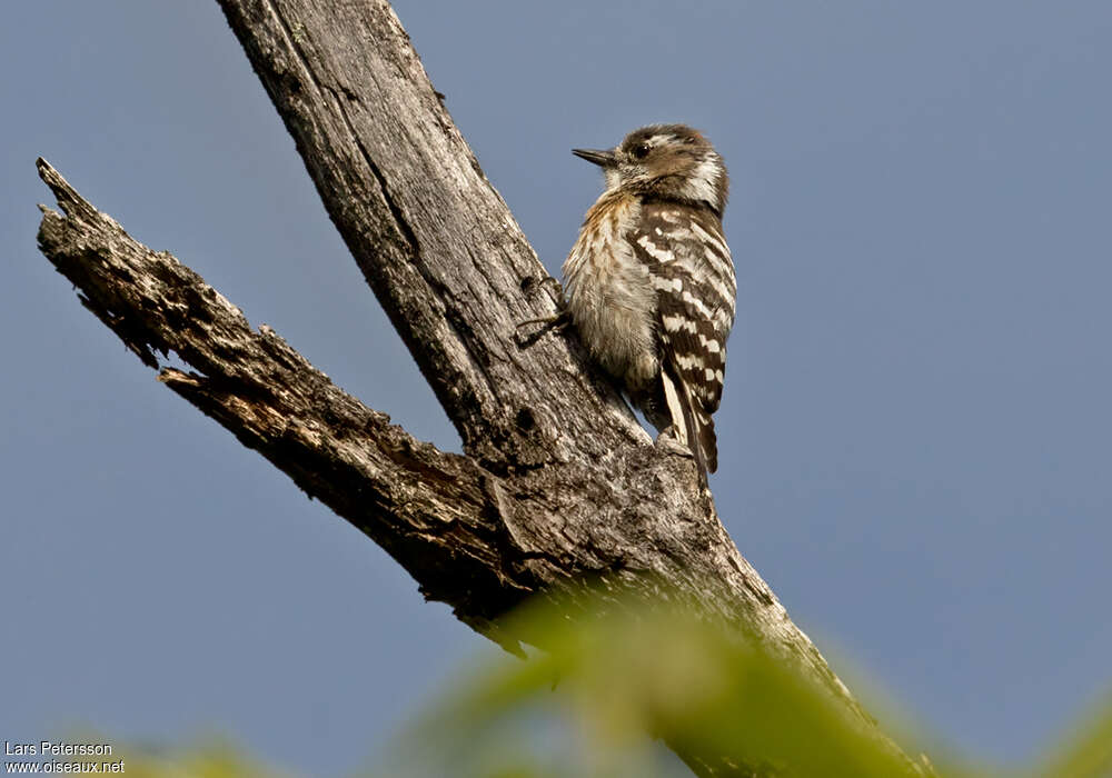 Japanese Pygmy Woodpeckeradult