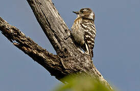 Japanese Pygmy Woodpecker