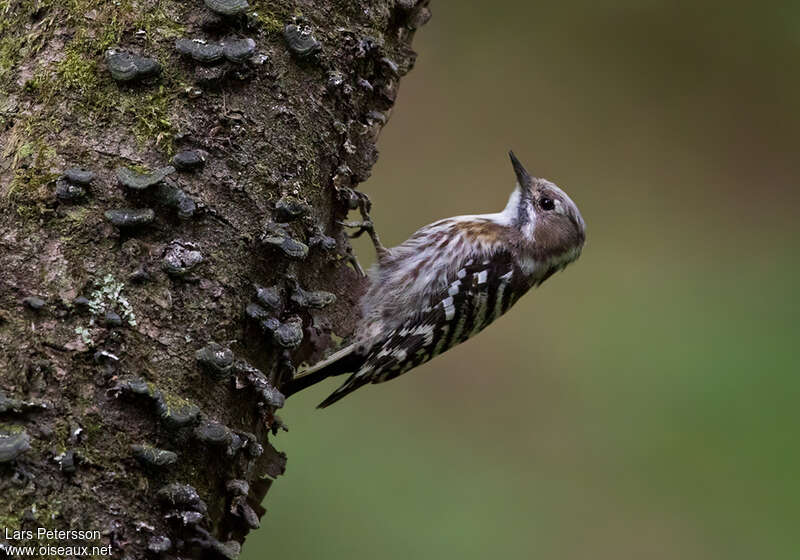 Japanese Pygmy Woodpecker female adult, identification