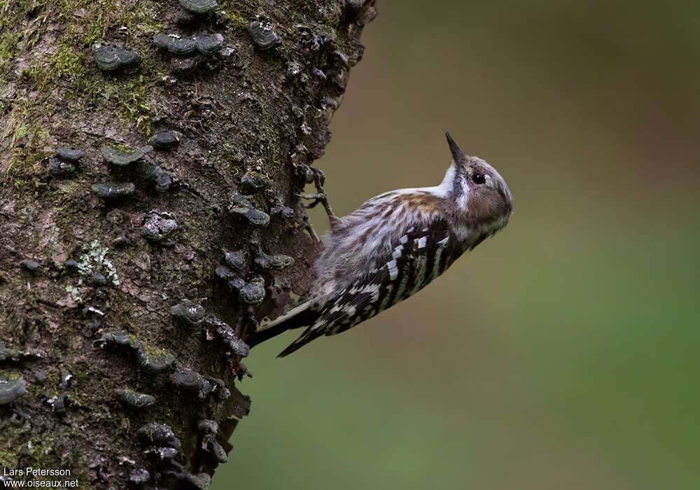 Japanese Pygmy Woodpecker female adult, identification