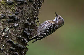 Japanese Pygmy Woodpecker