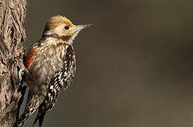 Yellow-crowned Woodpecker