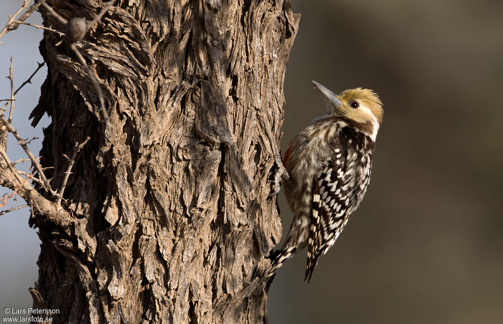 Yellow-crowned Woodpecker