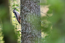 Middle Spotted Woodpecker