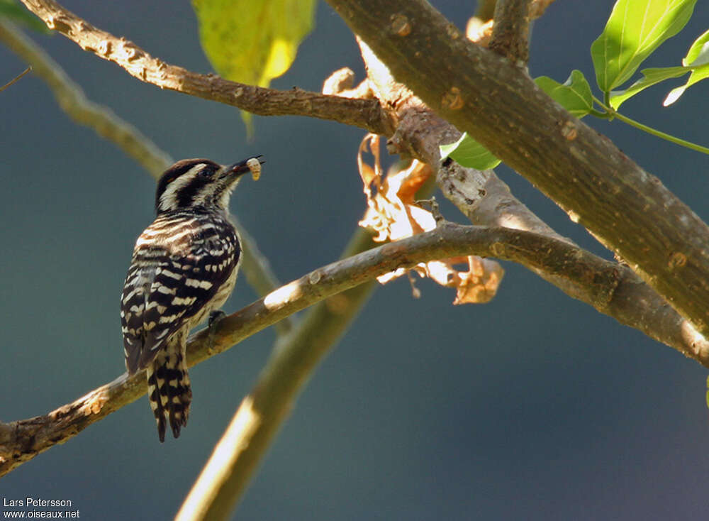 Sunda Pygmy Woodpeckeradult, feeding habits