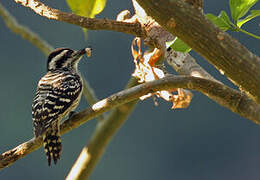 Sunda Pygmy Woodpecker