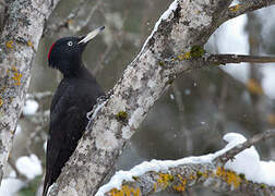 Black Woodpecker