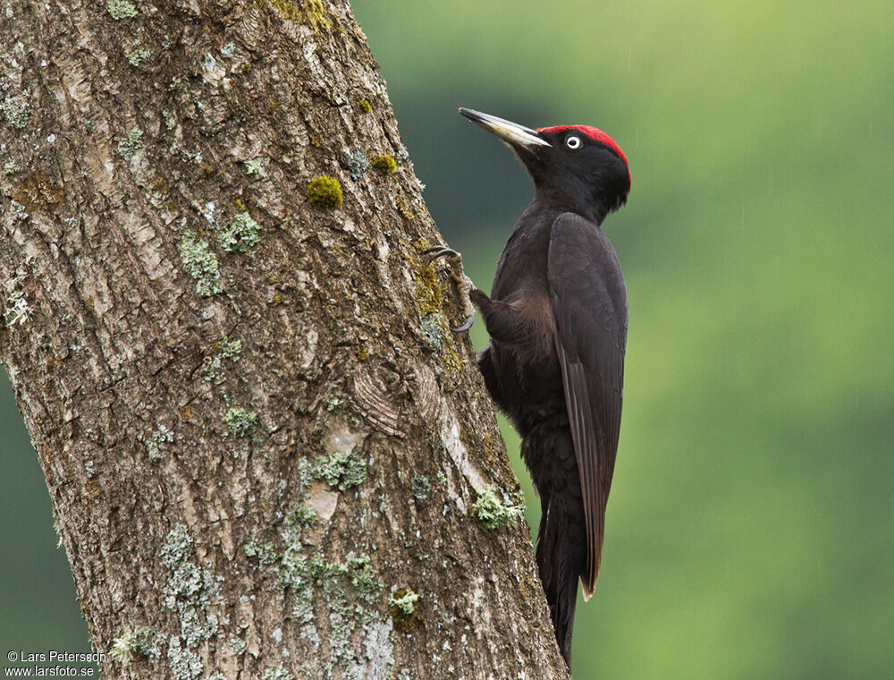 Black Woodpecker