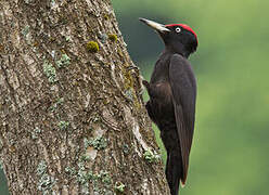 Black Woodpecker