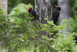 Black Woodpecker