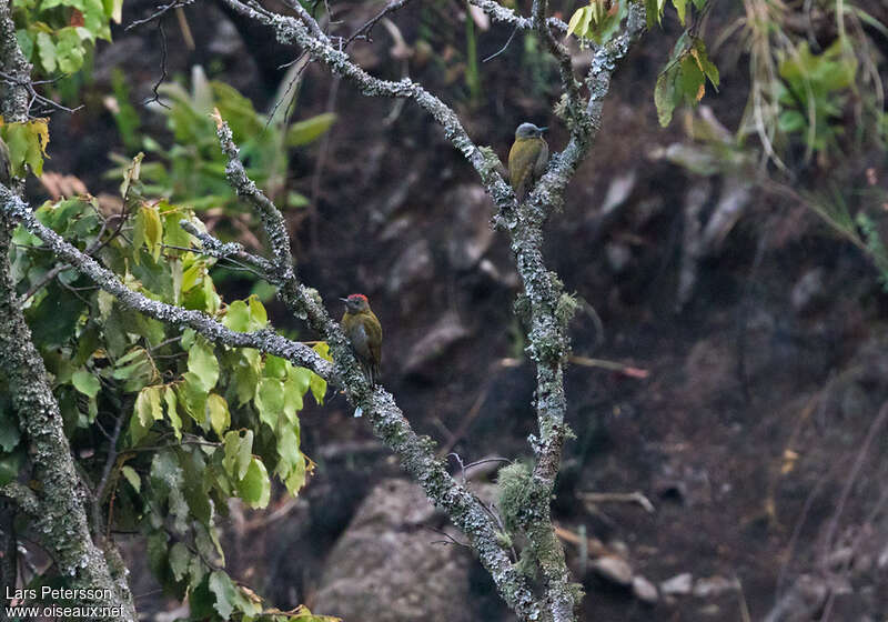 Pic oliveadulte, habitat, pigmentation