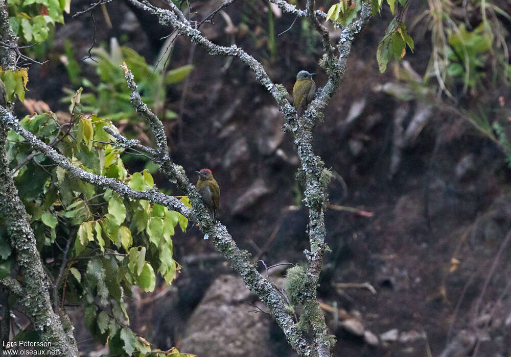 Pic oliveadulte, habitat, pigmentation