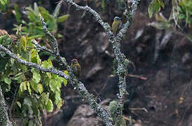 Olive Woodpecker