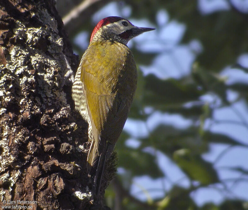 Golden-olive Woodpecker