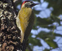 Golden-olive Woodpecker