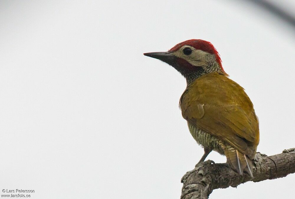 Golden-olive Woodpecker