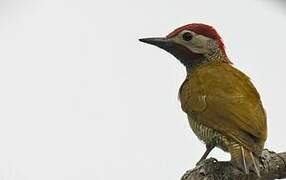 Golden-olive Woodpecker