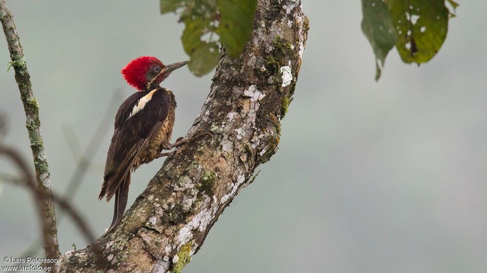 Lineated Woodpecker