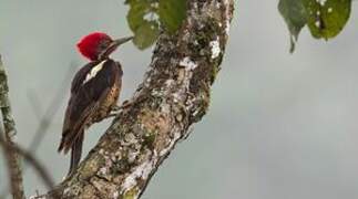 Lineated Woodpecker