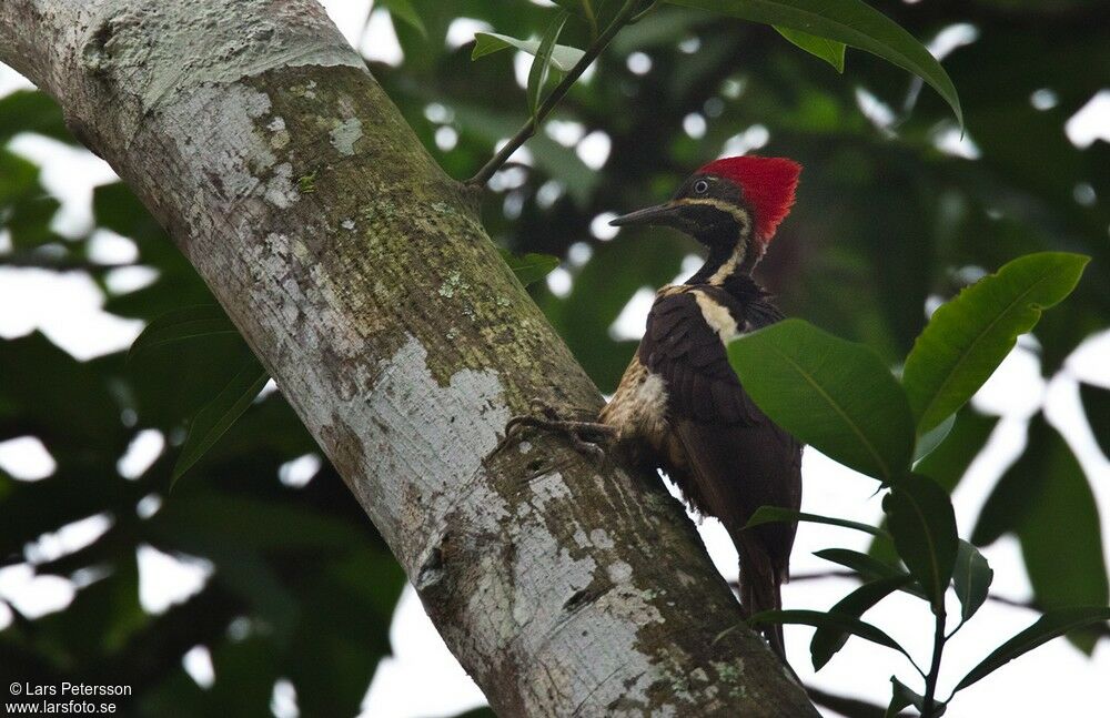 Lineated Woodpecker