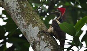 Lineated Woodpecker