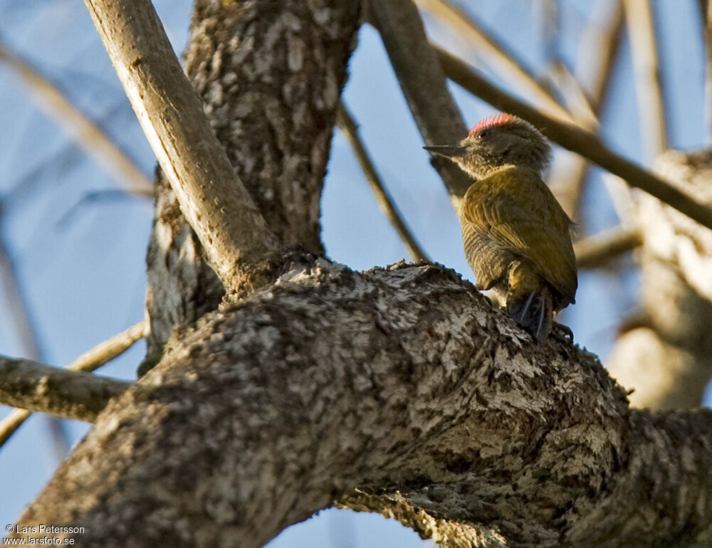 Little Woodpecker