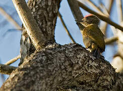 Little Woodpecker