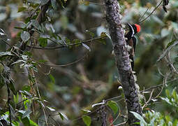 Powerful Woodpecker