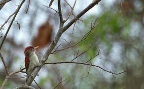 Scarlet-backed Woodpecker