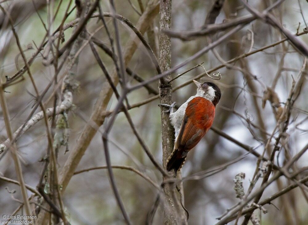 Scarlet-backed Woodpecker