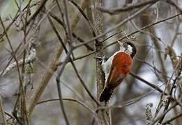 Scarlet-backed Woodpecker