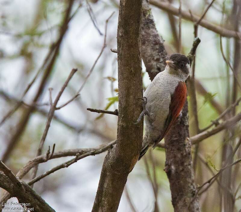 Scarlet-backed Woodpecker female