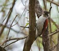 Scarlet-backed Woodpecker