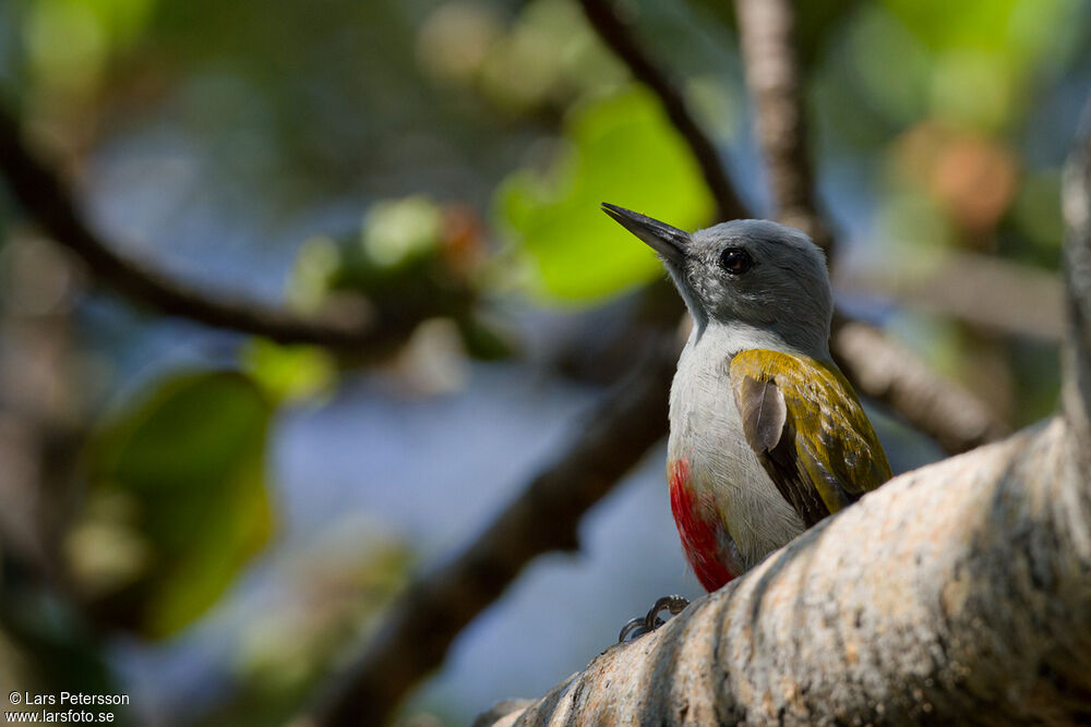 Eastern Grey Woodpecker