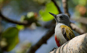 Eastern Grey Woodpecker