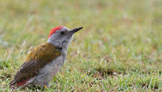 Eastern Grey Woodpecker