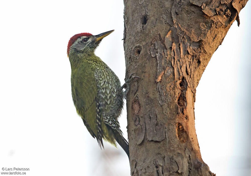 Streak-throated Woodpecker