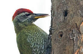 Streak-throated Woodpecker