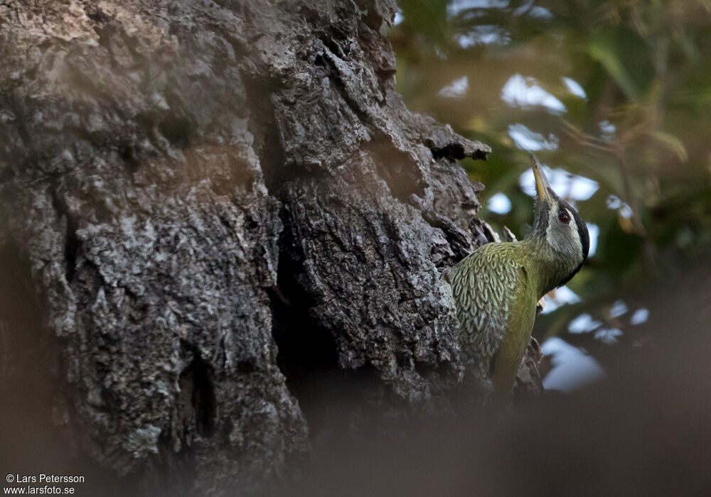 Streak-throated Woodpecker