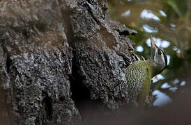 Streak-throated Woodpecker