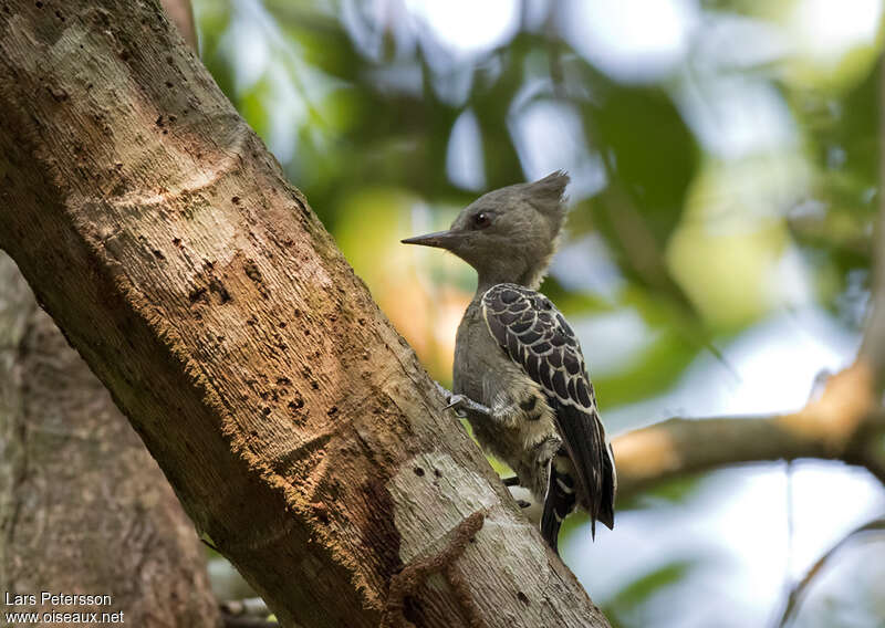 Grey-and-buff Woodpecker female adult, identification