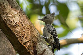 Grey-and-buff Woodpecker